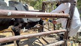 قوافل علاجية بيطرية مجانية