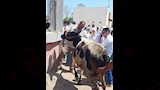 قوافل علاجية بيطرية مجانية