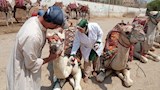 قوافل علاجية بيطرية مجانية