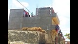 إزالة تعديات على الأراضي الزراعية في الإسكندرية (1)