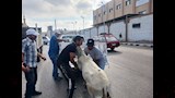 حي الضواحي في بورسعيد يتحفظ على حمارين