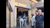 حي الضواحي في بورسعيد يتحفظ على حمارين 