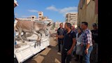 حي الضواحي في بورسعيد يتحفظ على حمارين 