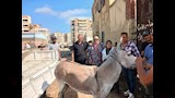 حي الضواحي في بورسعيد يتحفظ على حمارين 