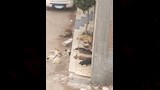  كلب يقتحم المنازل والمحلات