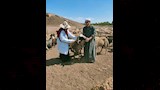 تحصين رأس ماشية (1)