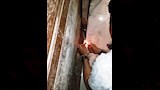 غلق وتشميع 35 محلا وكافيه مخالف في أسوان (5)