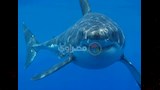 Great_white_shark_south_africa