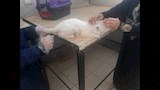 جهود مديرية الطب البيطري (3)
