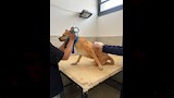 جهود مديرية الطب البيطري (1)