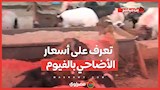 الخروف بـ 220 والماعز بـ 230 جنيه للكيلو.. تعرف على أسعار الأضاحي بالفيوم قبيل عيد الأضحى