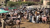 سوق مواشي الوراق قبل عيد الأضحى