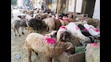 بيطري البحيرة أشرفنا على ذبح 1184 رأس ماشية خلال ع