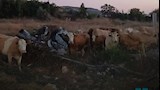 استنفار في جنوب لبنان بعد عبور عشرات الأبقار