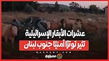 عشرات الأبقار الإسرائيلية تثير توترًا أمنيًا جنوب لبنان .. ما القصة ؟