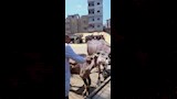 تحصين قرابة 9 آلاف رأس ماشية بالدقهلية ضد الحمى القلاعية (6)