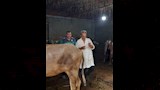 تحصين قرابة 9 آلاف رأس ماشية بالدقهلية ضد الحمى القلاعية (7)