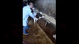 تحصين قرابة 9 آلاف رأس ماشية بالدقهلية ضد الحمى القلاعية (8)