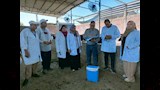 تحصين قرابة 9 آلاف رأس ماشية بالدقهلية ضد الحمى القلاعية (10)