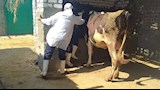 تحصين الماشية ضد مرضي الحمى القلاعية وحمى الوادي المتصدع 