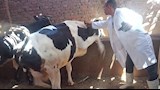 تحصين الماشية ضد مرضي الحمى القلاعية وحمى الوادي المتصدع 