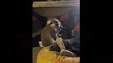 النسناس عزيزة