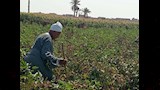 مزارعو الفيوم  (7)
