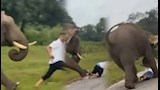 فيل يدهس سائحا عدة مرات