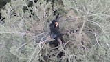 حريق يلتهم شجرة ''التنوب دورنر'' التاريخية في أوريغون