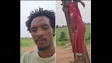 فتاة سودانية معلقة على شجرة
