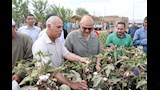 محافظ القليوبية يتفقد حصاد القطن بكفر شكر