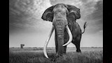 صور نادرة لآخر عمالقة الفيلة في إفريقيا المهددين بالانقراض (7)