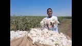 موسم جني القطن بمحافظة أسيوط 