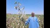 موسم جني القطن بمحافظة أسيوط 
