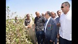 موسم جني القطن بمحافظة أسيوط 