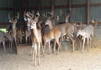 اليابان تتجه للتخلص من نصف أعداد الغزلان بها