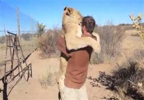 أسد يرتمي بحنان في أحضان رجل