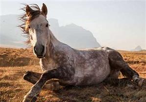 شاهد أفضل صور "ناشينوال جرافيك" لعام 2014