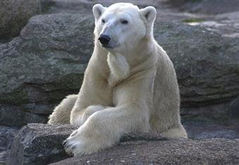 نجاة إمرآة المانية بأعجوية من افتراس بحديقة الحيوانات ببرلين