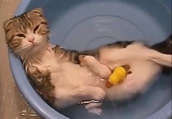 Funny cats in water