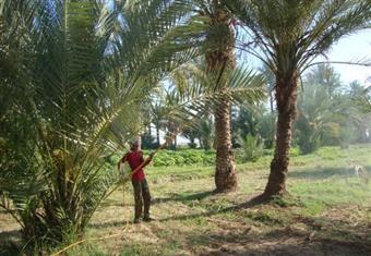 "زراعة الوادي الجديد" تواصل حملاتها لنظافة أشجار النخيل