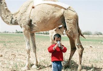 التداوي بألبان الإبل وأبوالها