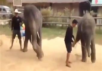 فيلة تتراقص على أنغام ''غانغام ستايل''