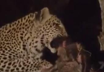 فهد يقتل قردة ثم يكتشف أن لها صغير شاهد ماذا فعل