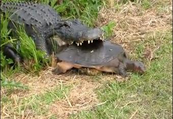 تمساح يقتل سلحفاه لكن لم يستطيع إبتلاعها