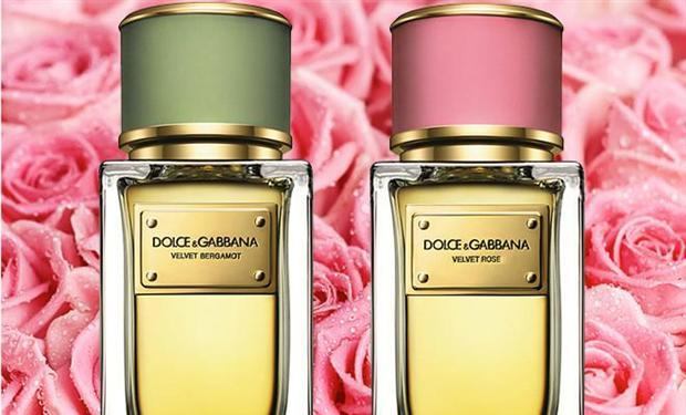 الورود المخملية والبرغموت نجما عطري الصيف من Dolce & Gabbana