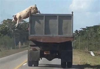 خنزير صغير يتجنب المسلخة بقفزة ''هوليوودية''