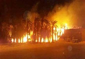 النيران تلتهم فدان من "غابة شجرية" بسوهاج