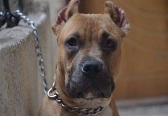 بيزنس تجارة الكلاب.. تصفيف الشعر بـ150 جنيه ووجبات خاصة تصل 300 جنيه