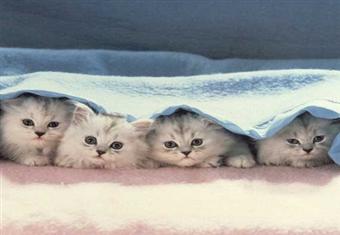 ما حكم تربية القطط داخل المنزل ، و هل المكان الذي تتجول به القطط داخل المنزل تجوز به الصلاة أم لا ؟